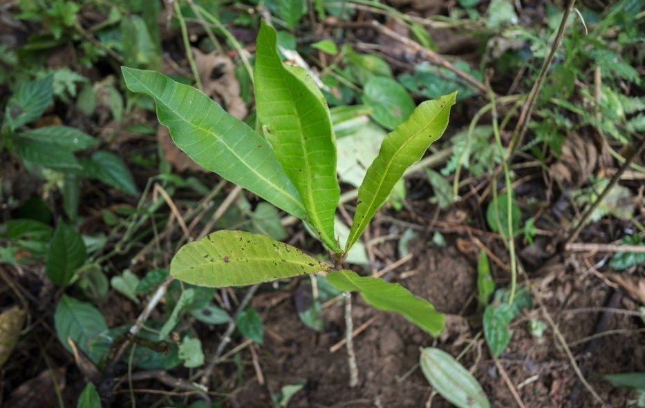 Elephant Hills Resort Thailand Plant