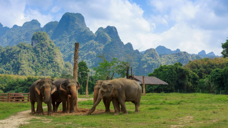 Elephant Hills Resort Thailand Elephants