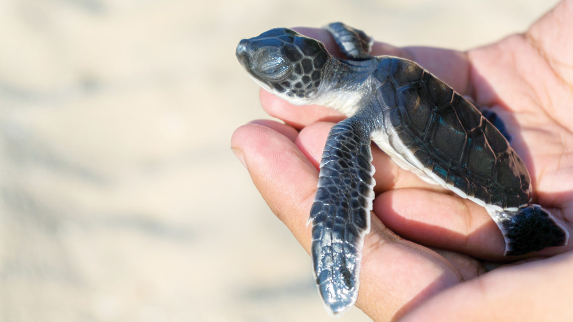 Wa Ale Schildkröte Lampi Foundation Myanmar segara Kommunikation worldofwellness